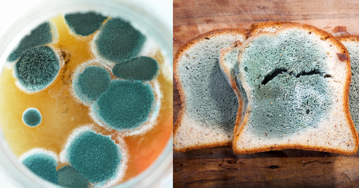 Examples of Mould and Mold in a Sentence